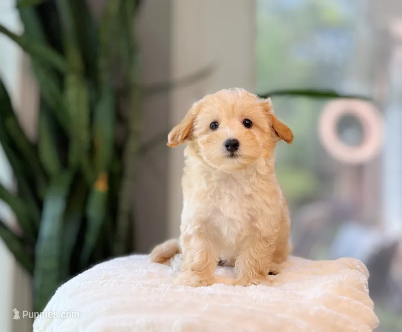 Aspen – Maltipoo puppy for sale in Newberry, SC