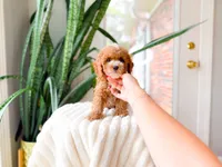Tito, a male Poodle - Miniature  for sale in Newberry, SC – 5 of 5