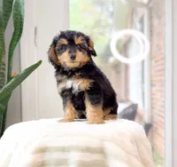 Earle Gray, a female Miniature Aussiedoodle for sale in Newberry, SC – 3 of 3