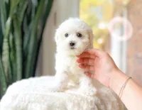 Wonka, a male Maltipoo for sale in Newberry, SC – Photo 2 of 3