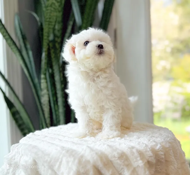 Wonka – Maltipoo puppy for sale in Newberry, SC