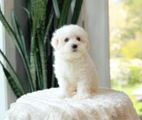 Wonka, a male Maltipoo for sale in Newberry, SC – Photo 3 of 3