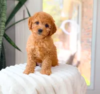 Xavier, a male Cavapoo for sale in Newberry, SC – 2 of 3