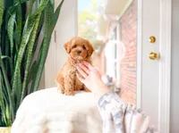 Juice, a male Cavapoo for sale in Newberry, SC – 5 of 5
