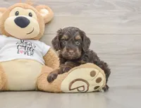Firecracker, a female Cockapoo for sale in Newberry, SC – 2 of 2