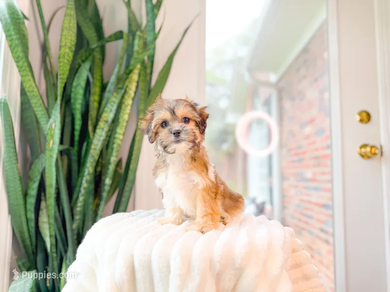 Bianca – Shichon puppy for sale in Newberry, SC