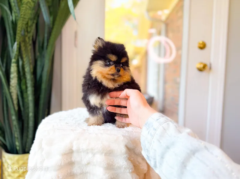 Tori, a female Pomeranian for sale in Newberry, SC – Photo 1 of 7