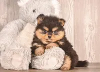 Tori, a female Pomeranian for sale in Newberry, SC – Photo 5 of 7