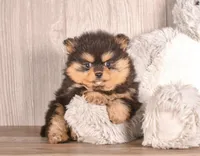 Tori, a female Pomeranian for sale in Newberry, SC – Photo 4 of 7