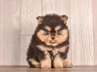 Tori, a female Pomeranian for sale in Newberry, SC – Photo 6 of 7