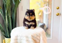 Tori, a female Pomeranian for sale in Newberry, SC – Photo 2 of 7