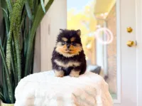 Tori, a female Pomeranian for sale in Newberry, SC – Photo 7 of 7