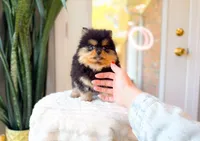 Tori, a female Pomeranian for sale in Newberry, SC – Photo 3 of 7