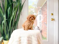 Juice, a male Cavapoo for sale in Newberry, SC – 2 of 5