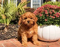 Lana, a female Cavapoo for sale in Newberry, SC – 3 of 3