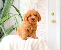 River, a male Cavapoo for sale in Newberry, SC – 3 of 3