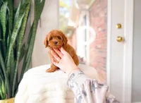 Java, a female Cavapoo for sale in Newberry, SC – 4 of 5