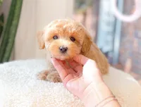 Mitch, a male Maltipoo for sale in Newberry, SC – 2 of 3