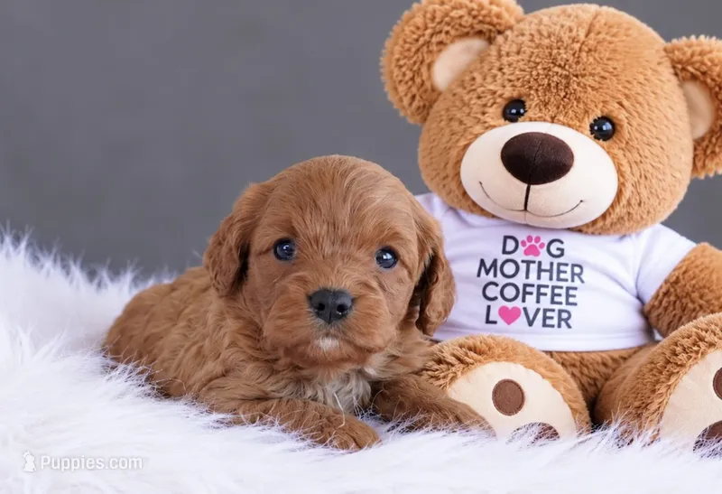 Whitney – Cavapoo puppy for sale in Newberry, SC