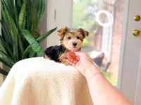 Nolan, a male Yorkshire Terrier for sale in Newberry, SC – 2 of 4