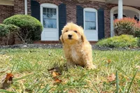 Destiny, a female Maltipoo for sale in Newberry, SC – 3 of 3