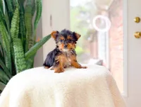 Nova, a female Yorkshire Terrier for sale in Newberry, SC – 1 of 4