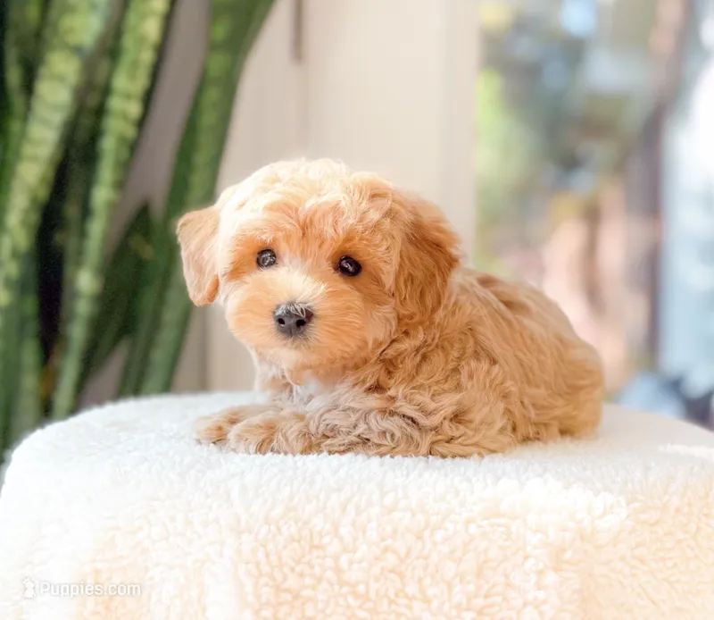Mitch – Maltipoo puppy for sale in Newberry, SC