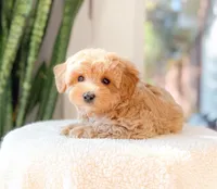 Mitch, a male Maltipoo for sale in Newberry, SC – 1 of 3