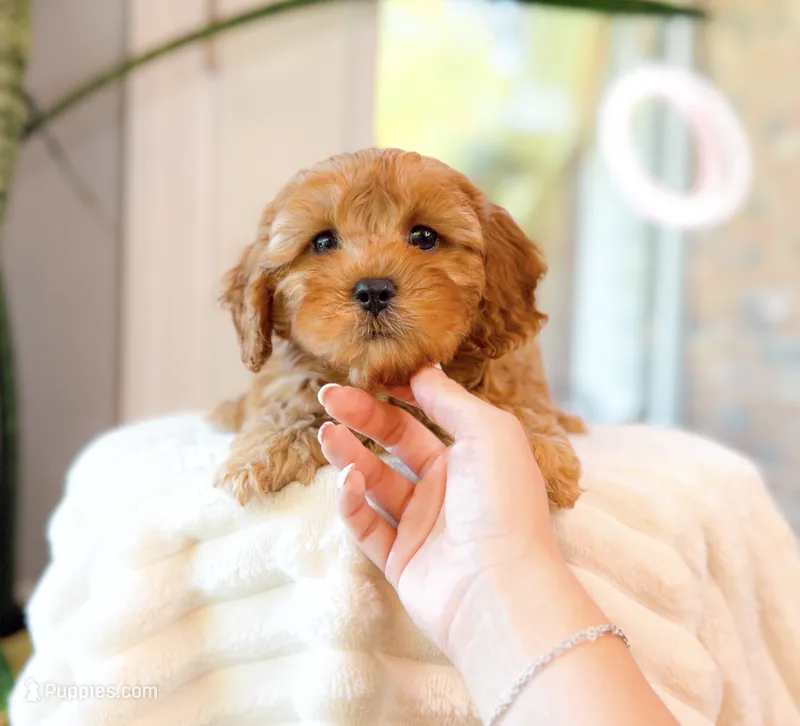 Camden – Cavapoo puppy for sale in Newberry, SC