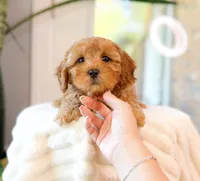 Camden, a male Cavapoo for sale in Newberry, SC – 1 of 3
