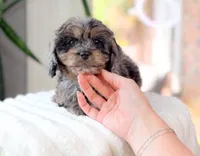 Harley, a male Cavapoo for sale in Newberry, SC – 3 of 3
