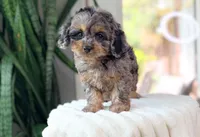 Hudson, a male Cavapoo for sale in Newberry, SC – 2 of 3