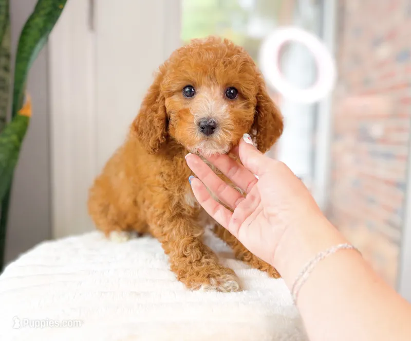 Carnation – Cavapoo puppy for sale in Newberry, SC