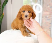 Carnation, a female Cavapoo for sale in Newberry, SC – 1 of 3