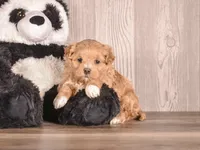 Iggy, a female Maltipoo for sale in Newberry, SC – Photo 1 of 3