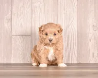Iggy, a female Maltipoo for sale in Newberry, SC – Photo 2 of 3