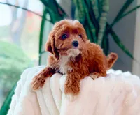 Flora, a female Cavapoo for sale in Newberry, SC – 3 of 3