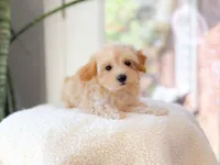 Avalyn, a female Maltipoo for sale in Newberry, SC – 3 of 3