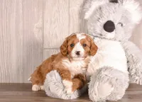 Brew, a  Cavapoo for sale in Newberry, SC – Photo 2 of 3