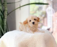 Avalyn, a female Maltipoo for sale in Newberry, SC – 2 of 3
