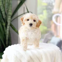 Moose, a male Maltipoo for sale in Newberry, SC – 2 of 3