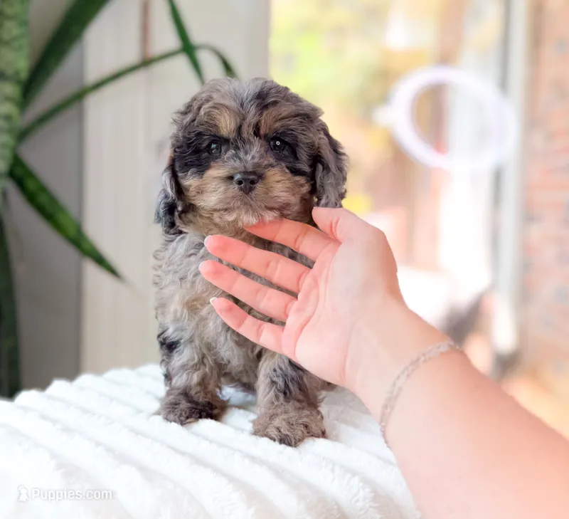 Harley – Cavapoo puppy for sale in Newberry, SC