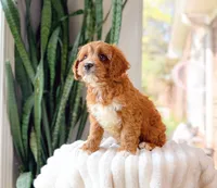 Sterling, a male Cavapoo for sale in Newberry, SC – 1 of 3