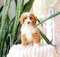 Steve, a male Cavapoo for sale in Newberry, SC – 2 of 3