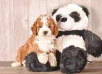 George, a male Cavapoo for sale in Newberry, SC – 3 of 3