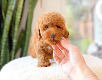 Doug, a male Poodle - Miniature  for sale in Newberry, SC – 3 of 3