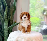 Steve, a male Cavapoo for sale in Newberry, SC – 3 of 3