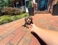 Joy, a female Yorkipoo for sale in Newberry, SC – 5 of 5