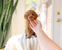 Acer, a male Cavapoo for sale in Newberry, SC – 2 of 3