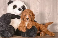 Gabe, a male Cavapoo for sale in Newberry, SC – 2 of 3